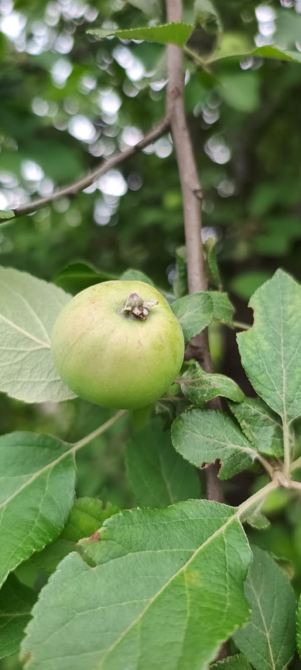 Quiet nature walk with apples, grass, beetles and coffee