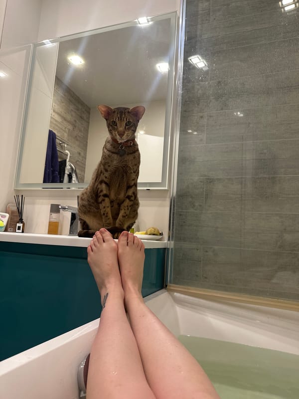 Cat observed in Moscow bathroom during evening hours