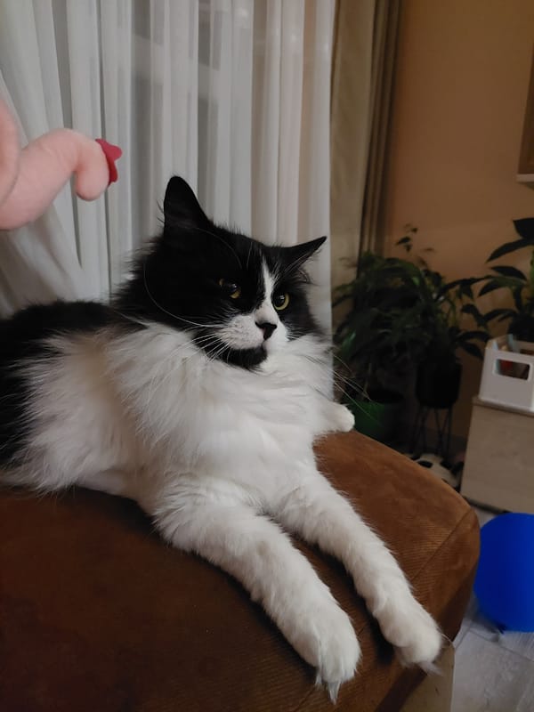 Cat rests on couch in Plovdiv apartment