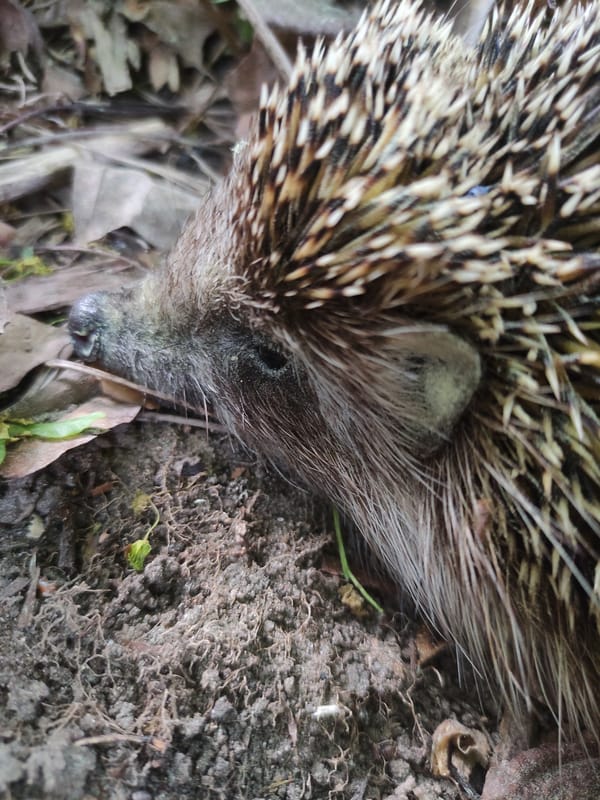 Hedgehog spotted resting among fallen leaves in natural setting