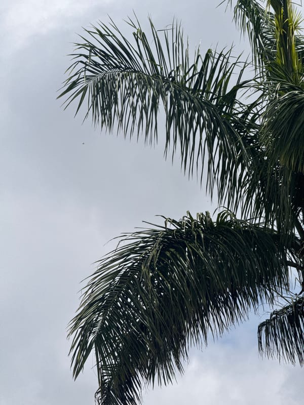 Palm fronds and street signs under Da Lat's cloudy sky