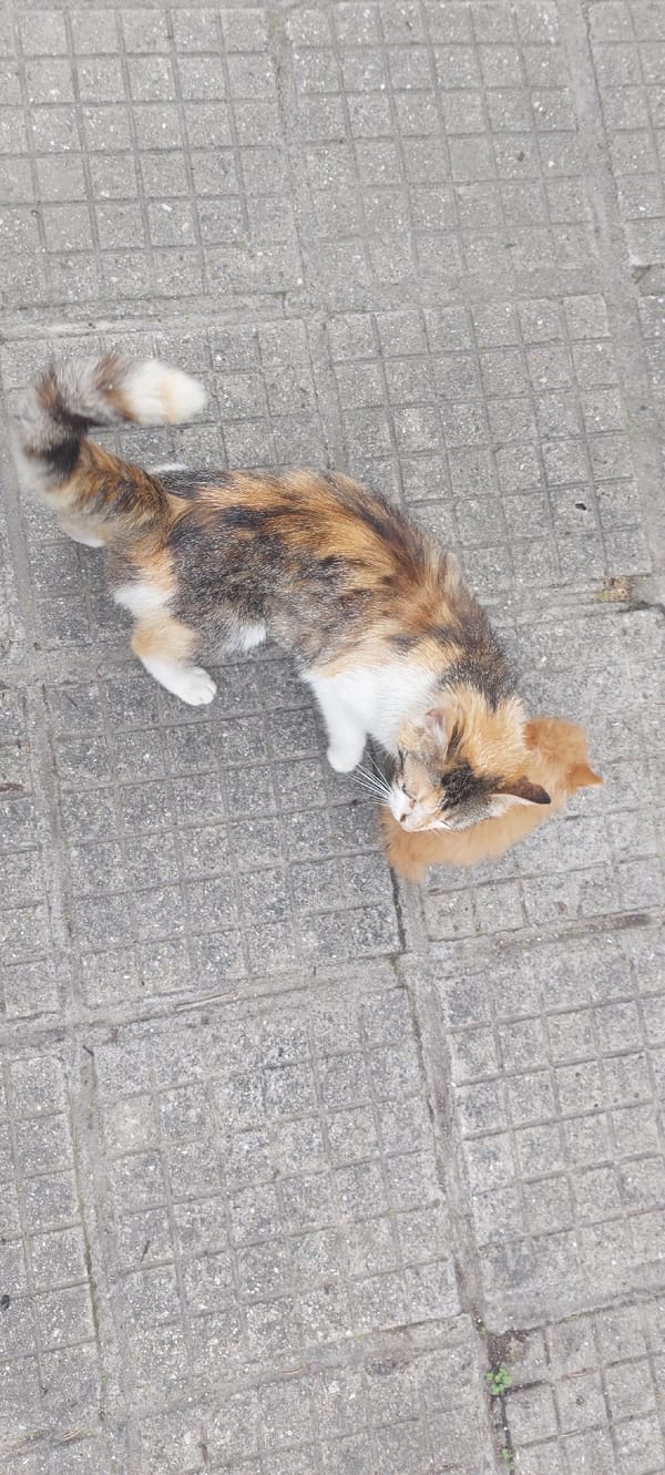 Cats and kitten spotted lounging in Bulgarian village yard