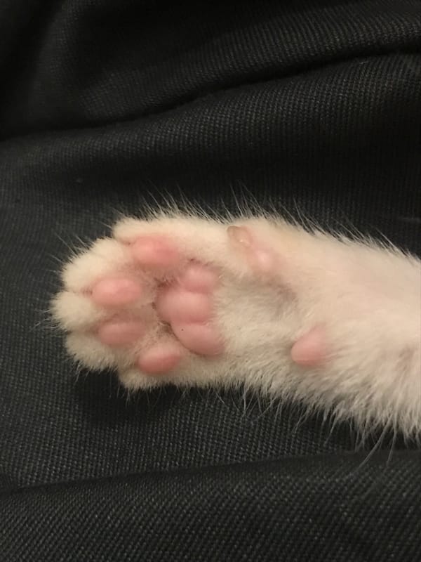 Close-up photos capture kitten in Nha Trang