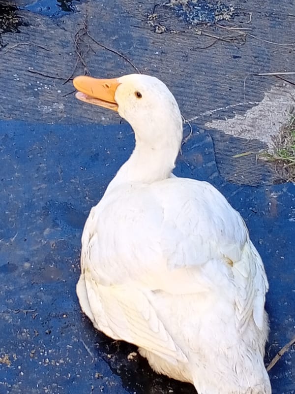 Ducks roaming and resting in a sunny outdoor yard