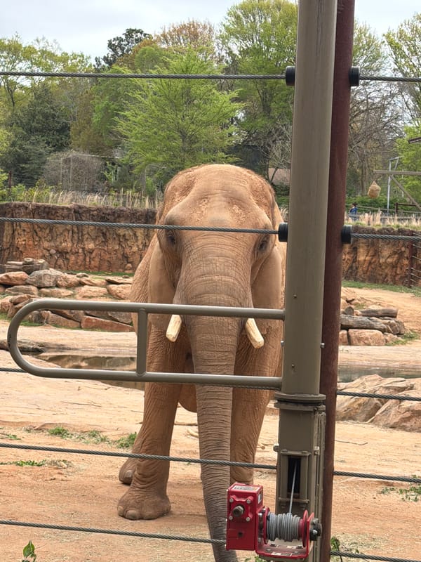 Zoo Atlanta visitors document diverse animal species during afternoon visit