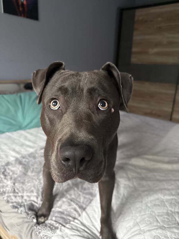 Green-eyed pit bull lounges and plays in Varna