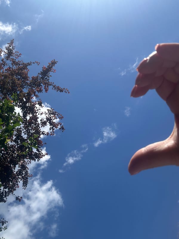 Quiet afternoon moments documented across Krefeld neighborhood gardens