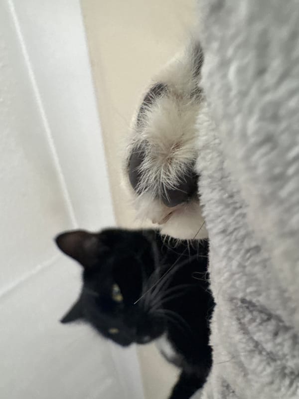 Black and white cat spotted in Desborough home