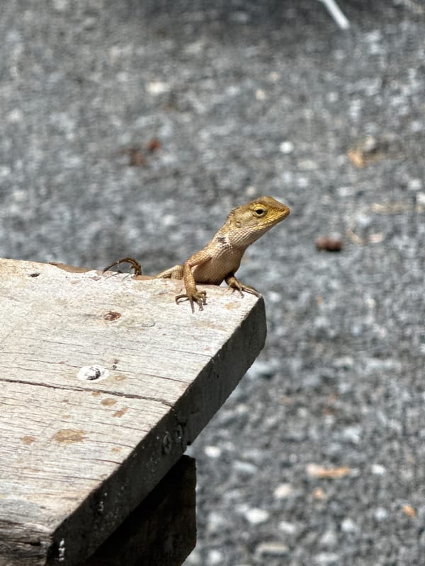 Morning garden scenes with wildlife documented in Thailand
