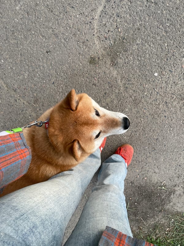 Woman walks Shiba Inu dog through Zheleznogorsk, Russia