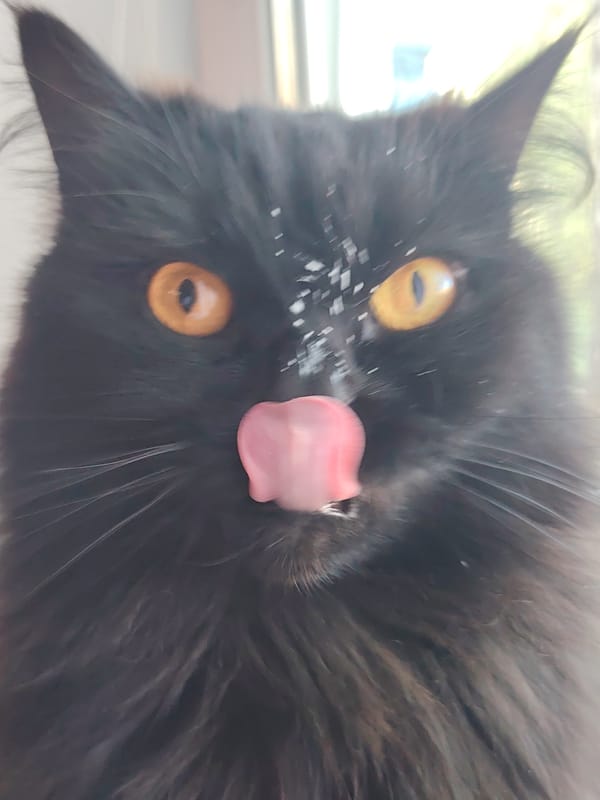 Black cat with tongue out photographed near window
