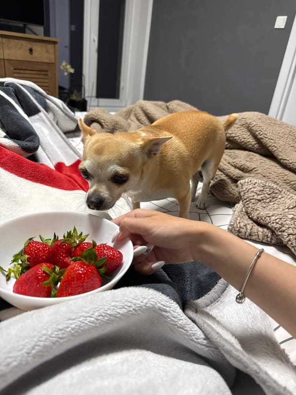 Person shares strawberries with Chihuahua during quiet evening moments