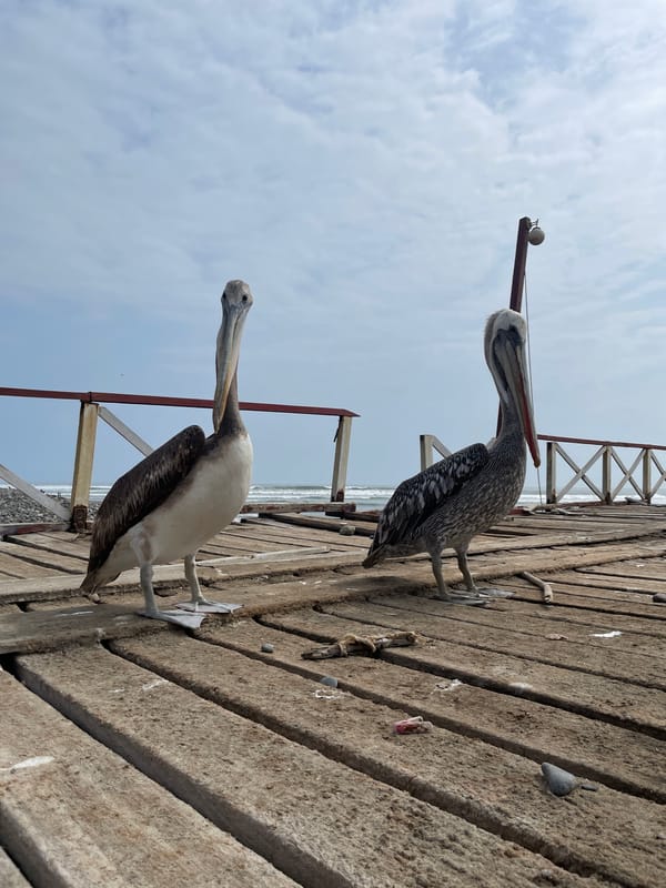 Two pelicans posted up on a Huanchaco pier