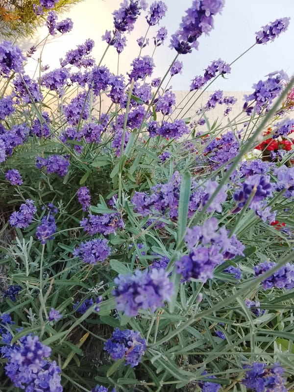 Afternoon in Nesebar: flowers, a dog, and elevator selfies
