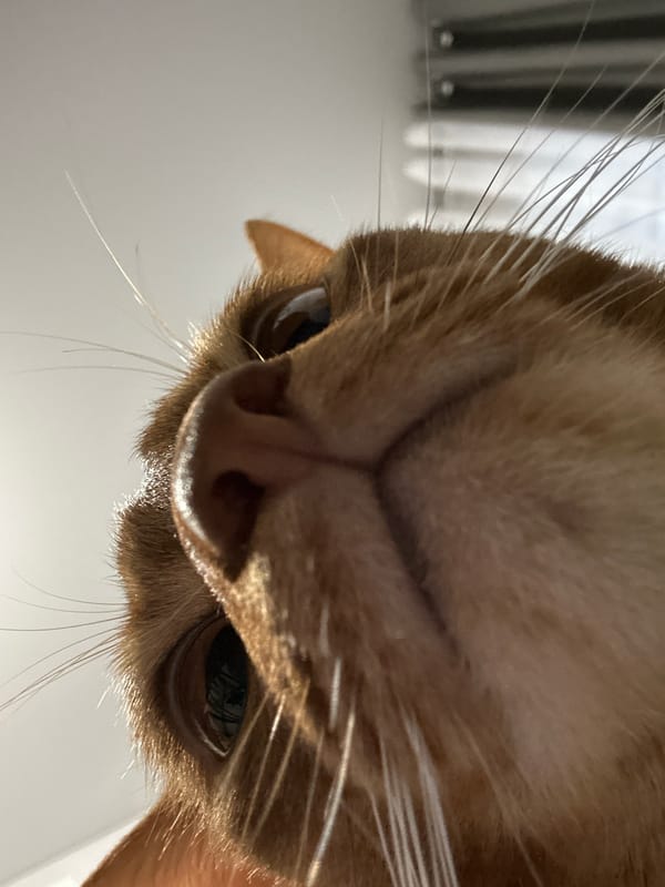 Quiet domestic moments captured in Kazan: cat and flowers