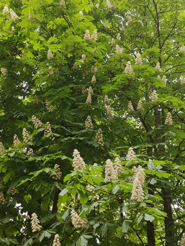 Spring blooms observed in Rostov-on-Don amid flowering season
