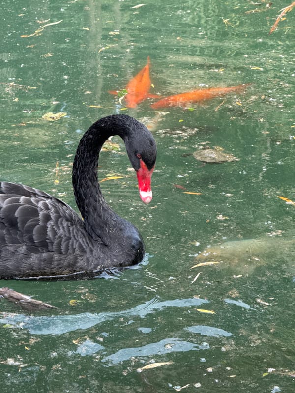 Family visits park pond to observe swans in Sirius, Russia