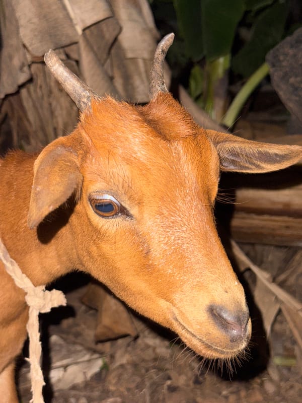 Tethered animals spotted in two Nigerian communities