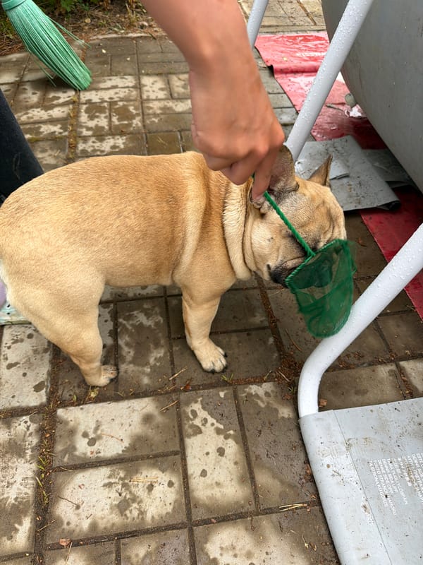 Backyard activities with French Bulldog and decorated outdoor spaces