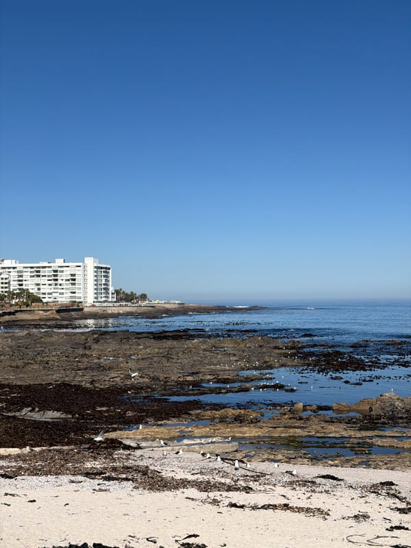 Seagulls spotted at Cape Town tidal pools during morning
