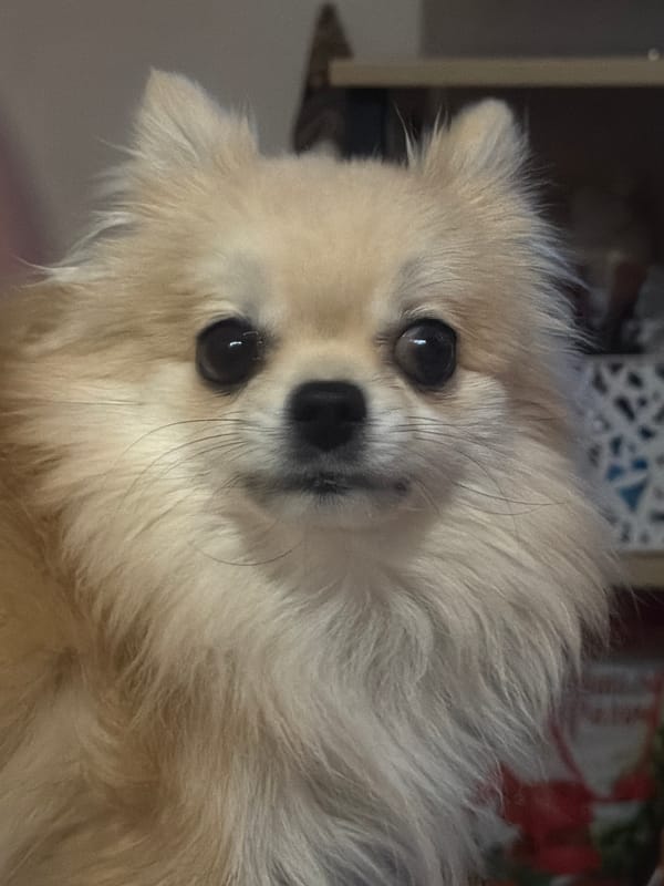 Pomeranian dog photographed resting at home in Chaikovsky