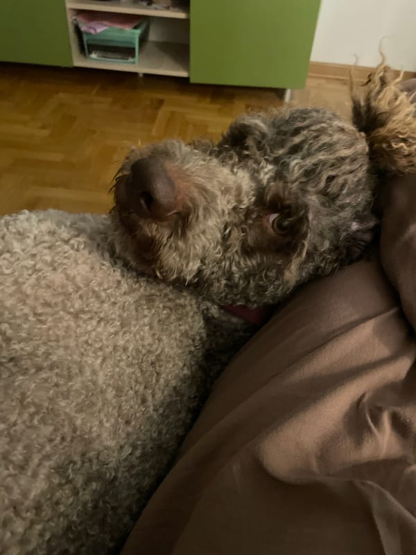 Lagotto Romagnolo dog spotted resting indoors in Boreti, Montenegro