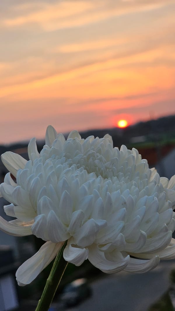 Chrysanthemums and a hazy sunrise in Asan-si