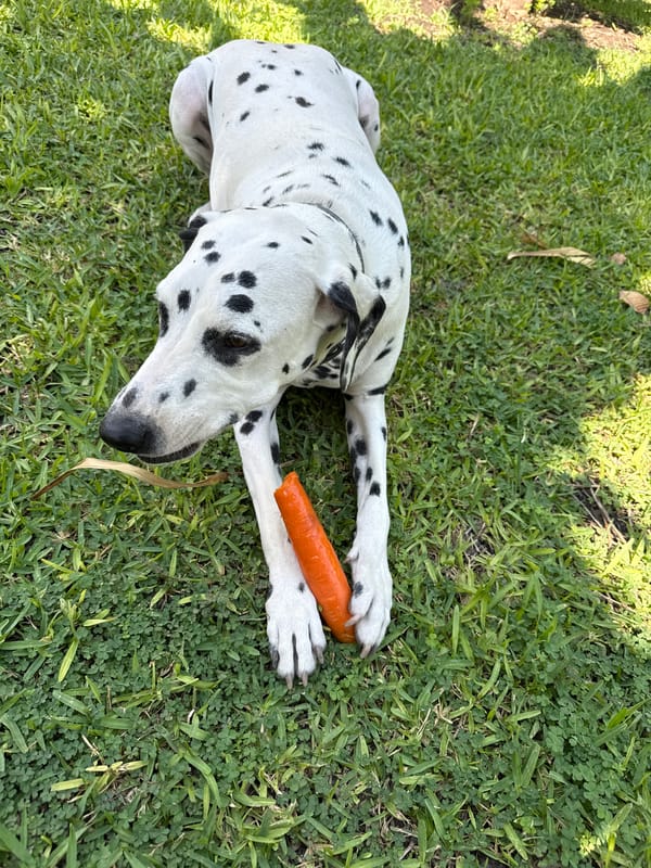 Dalmatian dog spotted resting in multiple locations in Xochitepec