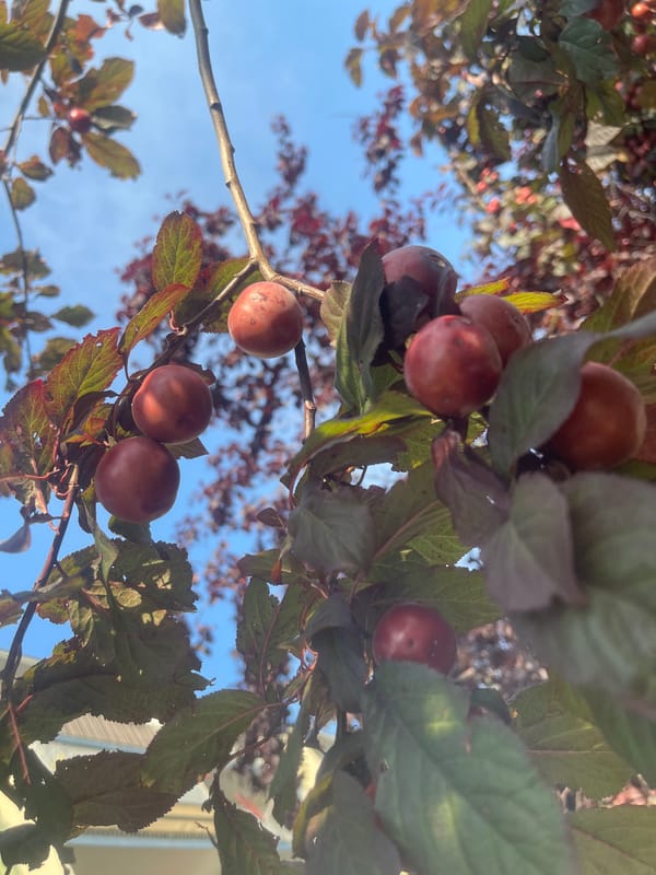 Summer stroll through Konstantynów Łódzki: fruit trees, flowers, streets