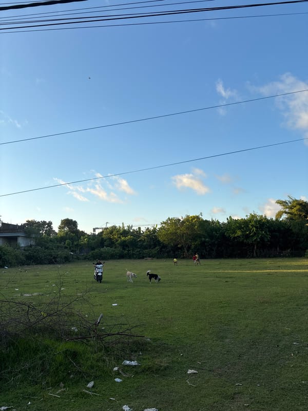 Dogs roam littered field in Ungasan, Indonesia