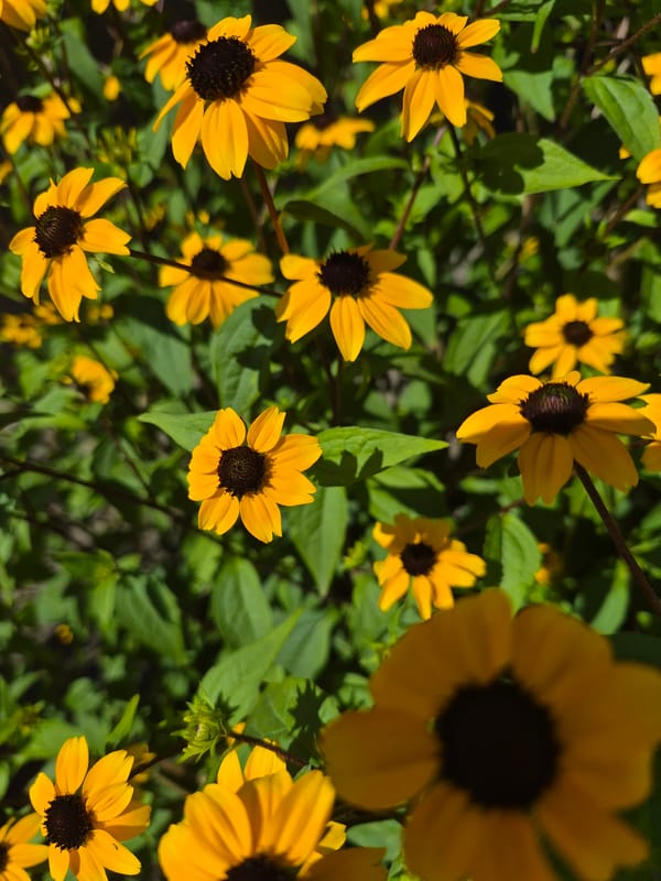 Close-up tour of a garden in full summer bloom