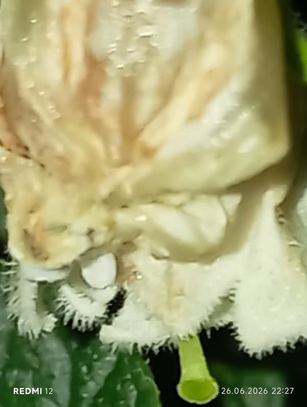 Evening in Smila: macro nature shots and a slow sunset