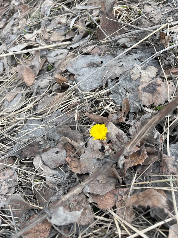 Yellow flower blooms amid debris in Srednii Postol, Russia