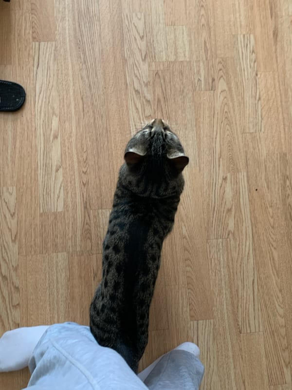 Tabby cat enjoys lazy morning in Stavropol home