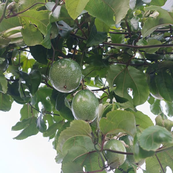Unripe passion fruits observed growing on vine in Tinaquillo