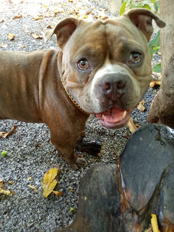 Bulldog with gold chain spotted in Vietnamese heritage area