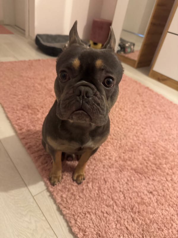 French Bulldog puppies photographed indoors in Burgas, Bulgaria