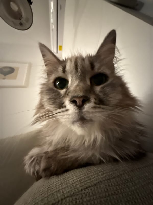 Domestic cats photographed in close-up indoor portraits