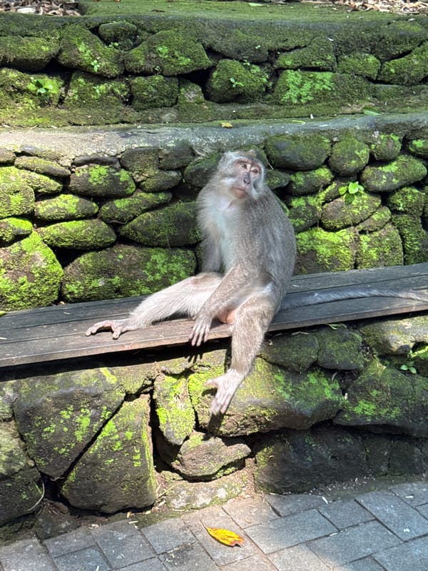 Macaque monkeys and visitors at a mossy Ubud spot
