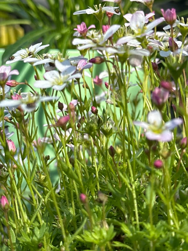 Afternoon flower photography session documented in Sochi, Russia
