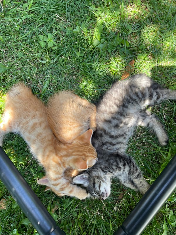 Kittens nap and play in a Pernik backyard on a summer morning
