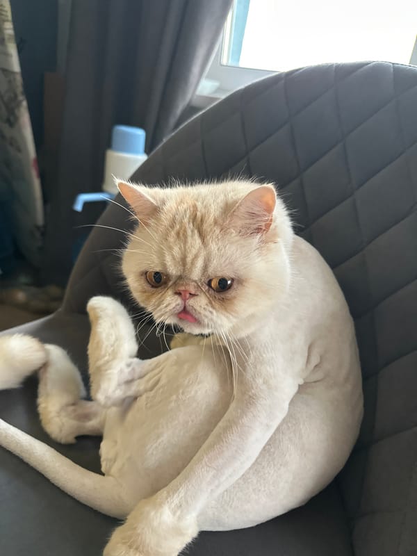 Freshly shaved exotic shorthair relaxes on a gray chair in Perm