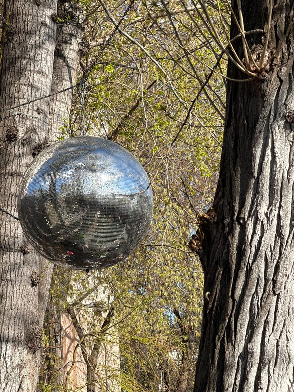 Disco ball hangs from tree branch in Moscow outdoor setting