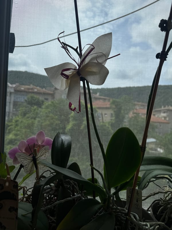 Morning moments: Personal spaces documented in Shumen residence