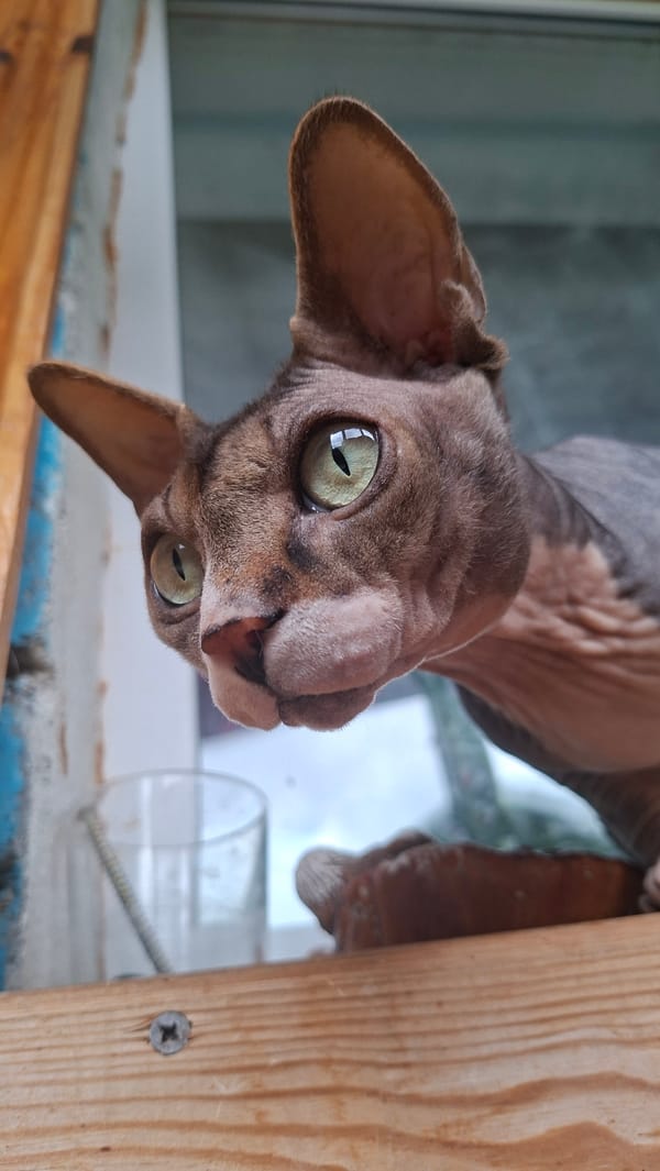 Morning domestic moments with cats documented in Belarus village