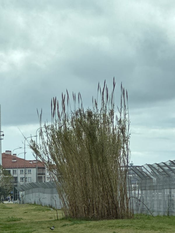 Construction site observed amid urban grasses in Sirius, Russia