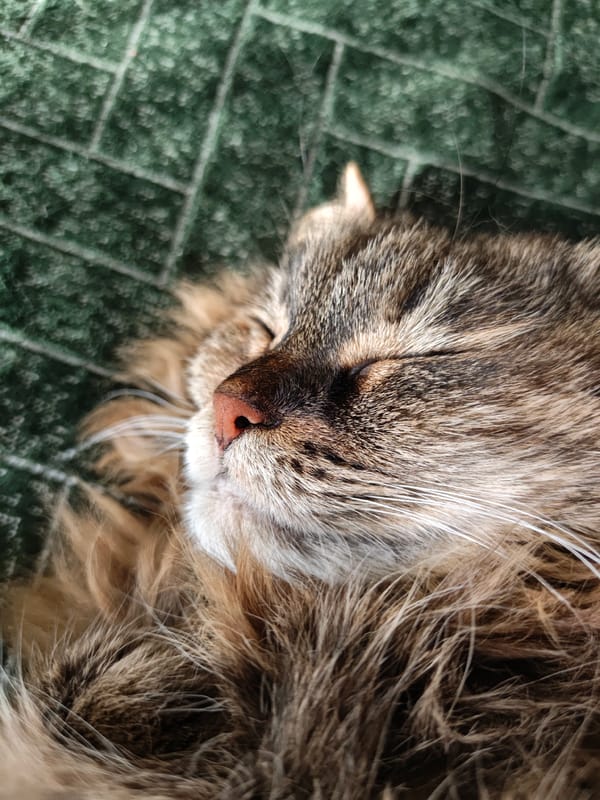 Cat napping on a green blanket, Odesa afternoon