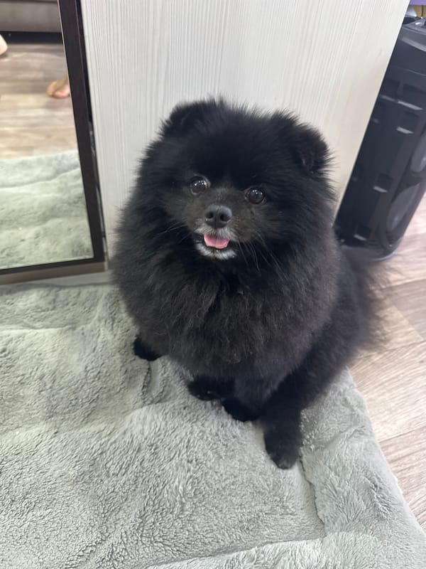 Fluffy black Pomeranian at home in Petropavl, treat in sight