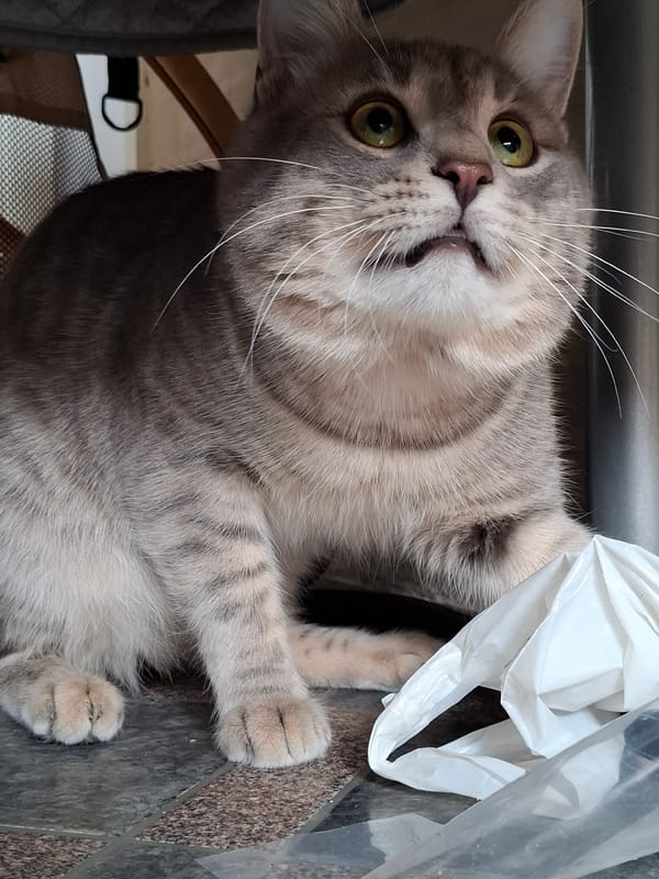 Curious tabby cat photographed with surprised expression