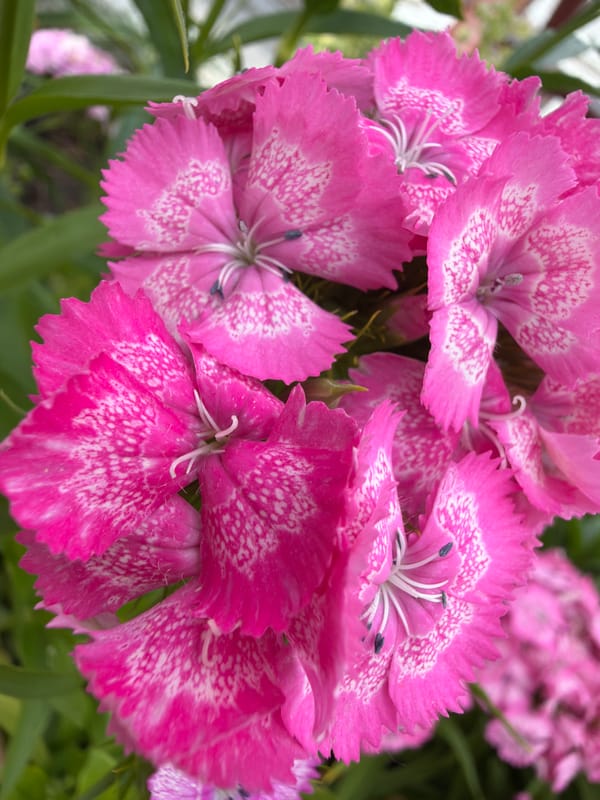 Photo challenge prompts and garden documentation in Polish village